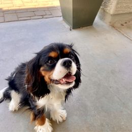 Cavalier King Charles Spaniel Puppies from Parks Cavaliers