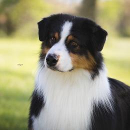 Australian Shepherds and Russell Terriers from Impact Aussies