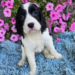Mary Had A Little Lamb 'Mary' - Black and white female English Springer Spaniel puppy in Scio, Oregon from Starlet Springers