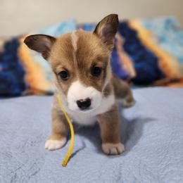 Poohbear - Red male Pembroke Welsh Corgi puppy in Palm Bay, Florida from Space Coast Corgi