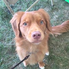 Miranda - Nova Scotia Duck Tolling Retriever
