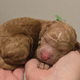 Jordan- Green collar - Apricot male Goldendoodle puppy in Summerville, South Carolina from Channys Doodles