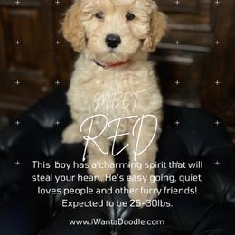 Goldendoodle Puppies from iWantaDoodle