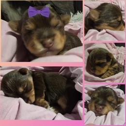 Girl 2 - Chocolate and tan female Yorkshire Terrier puppy in Gatesville, Texas from Schultz Yorkies byGrace
