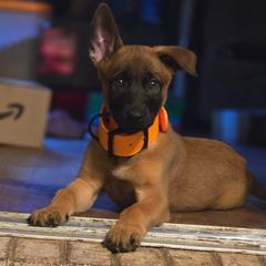 Rolling G Kennels Spite - Fawn male Belgian Malinois puppy in Dewy Rose, Georgia from Rolling G Kennels
