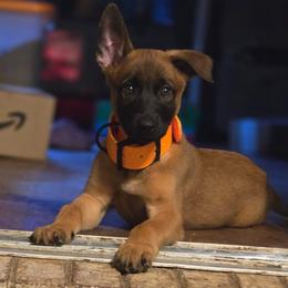 Rolling G Kennels Spite - Fawn male Belgian Malinois puppy in Dewy Rose, Georgia from Rolling G Kennels