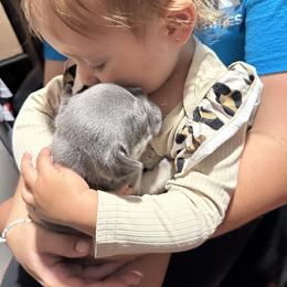 French Bulldog Puppies from Jasmine McMurtry