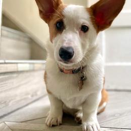 American Corgi and Pembroke Welsh Corgi Puppies from Beebe’s Corgis