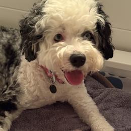 Adara - Goldendoodle