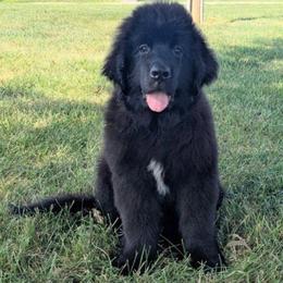 Black Newfoundland Male - Brown male Newfoundland puppy in Burfordville, Missouri from Umfleet Farms