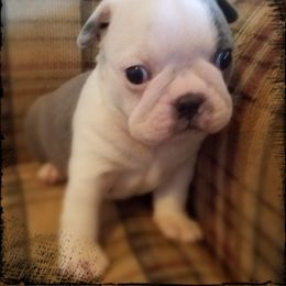 Boston Terrier and French Bulldog Puppies from Willis Family Bostons