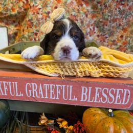 'Ginger'bread - Liver white and tan female English Springer Spaniel puppy in Cookeville, Tennessee from Krossroads Kennel