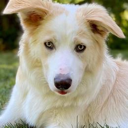 Border Collie Puppies from Lil Maine Border Collies