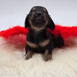 Bam-bam - Black and tan male Dachshund puppy in Nine Mile Falls, Washington from River Run Doxies