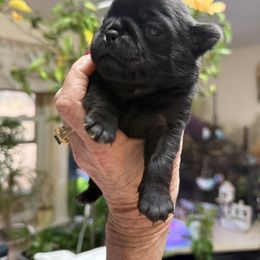 BLACK GIRL 3 - Black female Pug puppy in Saugus, Massachusetts from Pug Puppies of Boston