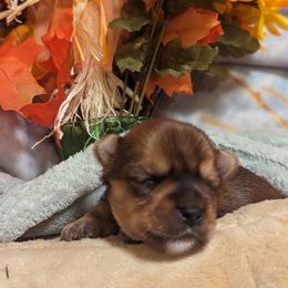 Yorkshire Terrier Puppies from Yadkinyorkies&Morkies