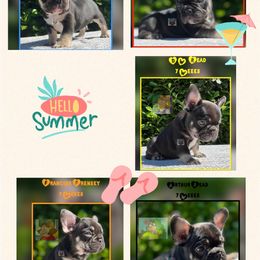 French Bulldog Puppies from Briyana Leighs Litters LLC