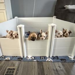 French Bulldog puppies from Falco’s Frenchies