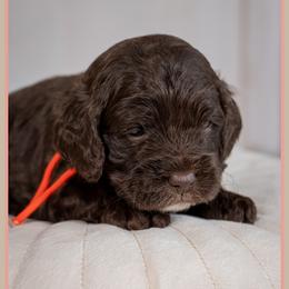 Marcus - Brown male Cockapoo puppy in Connersville, Indiana from Deaz Doodle Ranch