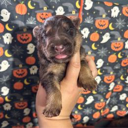 Blitzen - Liver male German Shepherd puppy in Watervliet, Michigan from M&M Shepherd Farms