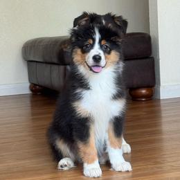 Exempt- black tri female 5 - Black tri-color female Australian Shepherd puppy in Chehalis, Washington from Wandering Acres Ranch