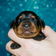 Green Collar Girl - Black female German Pinscher puppy in Topeka, Kansas from Rhapsody German Pinschers