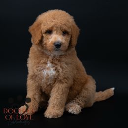 Miss Purple - Red female Labradoodle puppy in Travelers Rest, South Carolina from Doodles of Love Labradoodles