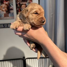 Pink collar - Dark golden female Golden Retriever puppy in Rainier, Washington from Hanson’s NW Goldens & Doodles