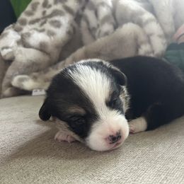 Boy 3 - Pembroke Welsh Corgi puppy from My Shepherd’s Dream Farm Corgis