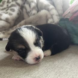 Boy 3 - Pembroke Welsh Corgi puppy from My Shepherd’s Dream Farm Corgis