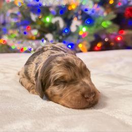Maxine - Merle female Goldendoodle puppy in Eureka, California from North Coast Doodles