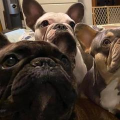 French Bulldogs from Hillbilly Frenchies