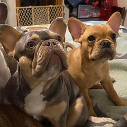 French Bulldogs from Hillbilly Frenchies