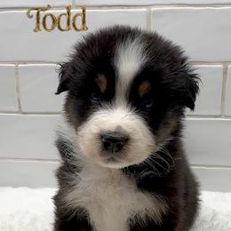 Todd - Black tri-color male Australian Shepherd puppy in Zephyrhills, Florida from Highland Shelties & Aussies