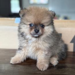 Scout - Orange sable male Pomeranian puppy in Taylorsville, Utah from Designer Pomeranians