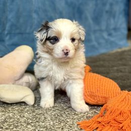 Carol - Blue merle female Australian Shepherd puppy in Ashland, Ohio from SS Australian Shepherds