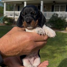 Boy 3 - Piebald male Dachshund puppy in Choccolocco, Alabama from Ace’s Doxies