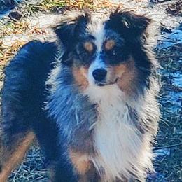 Miniature Australian Shepherds and Toy Australian Shepherds from Kinsley's Cuties & SouthPaw Creations