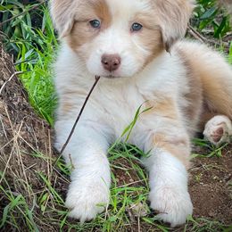 Girl 2 - Red merle Australian Shepherd puppy in Ramona, California from Blue Moon Aussies