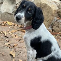 Saluki puppies from Srinagar Salukis