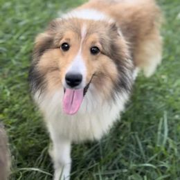 Penny - Shetland Sheepdog