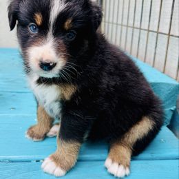 Brook - Black tri-color female Australian Shepherd puppy in Hempstead, Texas from Young Gun Aussies