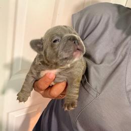 Girl 2 - Blue female French Bulldog puppy in Bolingbrook, Illinois from Flores Frenchies
