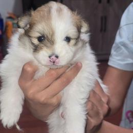 Female 1 - Cream sable parti female Pomeranian puppy in Buckeye, Arizona from BL Poms Heaven