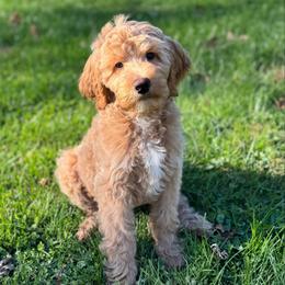 Fritter - Cream male Goldendoodle puppy in Newark, Ohio from Valleydayle Doodles and Wheatens