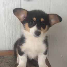 Jupiter - Black and tan female Pembroke Welsh Corgi puppy in Derby, Iowa from NHC Kennels