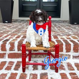 Giorgio (Orange Collar) - Chocolate male Goldendoodle puppy in Bell Buckle, Tennessee from Precious Puptown Doodles