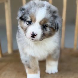 Australian Shepherd puppies from Rock Canyon Australian Shepherds