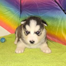 Boy 1 - Black tan and white male Siberian Husky puppy in Kansas City, Missouri from Anuun's Huskies