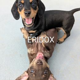 Dachshund puppies from Eridox Dachshunds